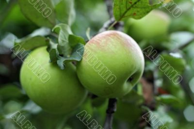 Green and red apple hanging on tree