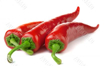 Three red chili peppers 