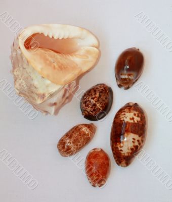 Shells of different colors