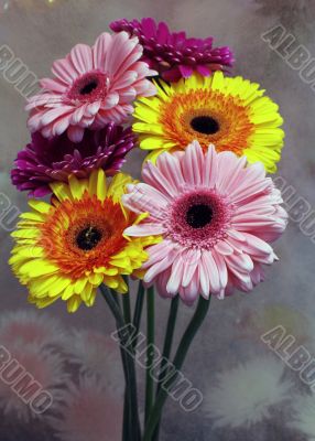 Gerberas
