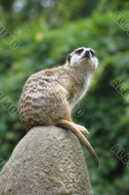 Meerkat