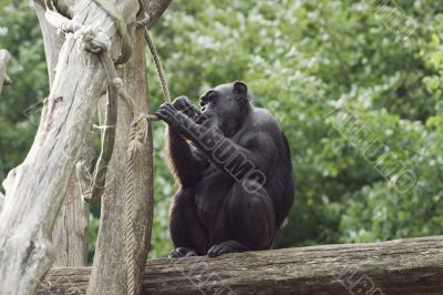 Monkey on a tree