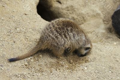 Meerkat digging a hole