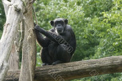 Monkey on a tree