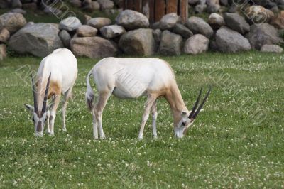 Two antelopes Two antelopes