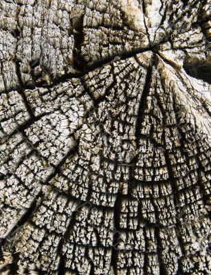 Old cracked wood Old cracked wood