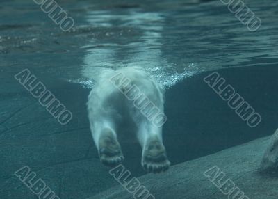 Polar bear swimming Polar bear swimming