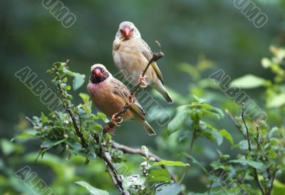 Red-billed quelea Red-billed quelea