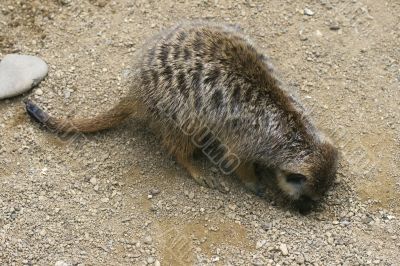 Meerkat digging a hole