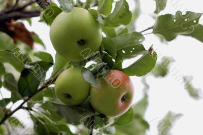 Green and red apple hanging on tree