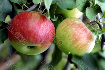 Green and red apple hanging on tree