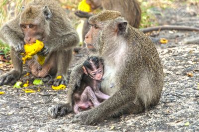 Mother monkey and her little baby