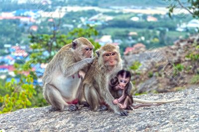 The monkeys family