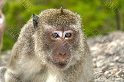 The monkey in mountain