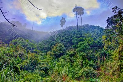 Tropical misty forest