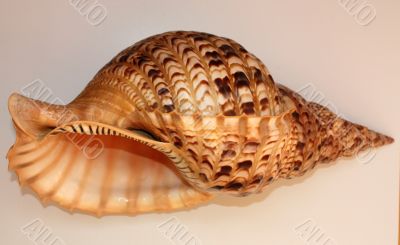Ocean shell called Trumpet Triton