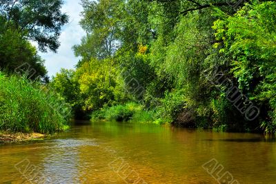 River in the forest River in the forest