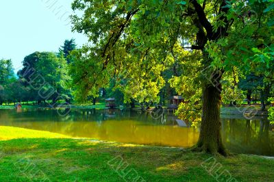 Shade tree by pond in park