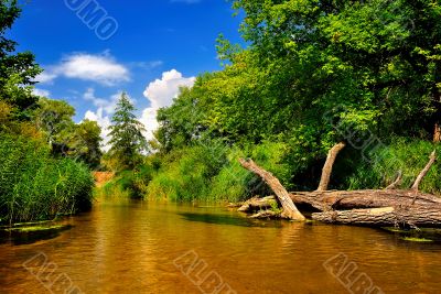 River in forest on a sunny day
