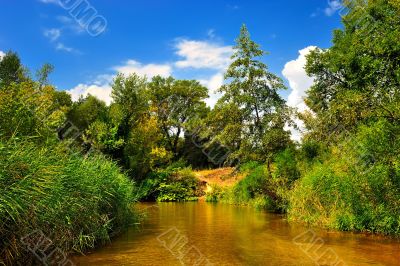 River in the forest in summer under a blue sky