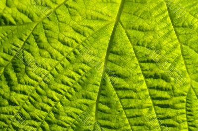 Beautiful texture and texture of green leaf