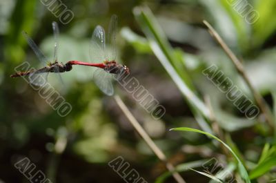 A pair of dragonflies in flight A pair of dragonflies in flight