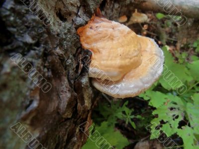 Mushroom growing on the fallen tree in summer forest