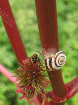 Forest snail 