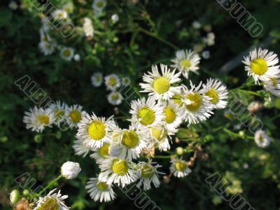 White and yellow flowers