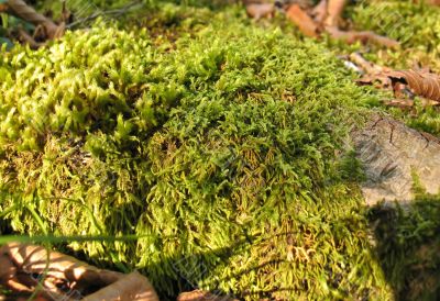 Green moss