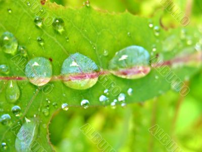 Water drops on green leaf