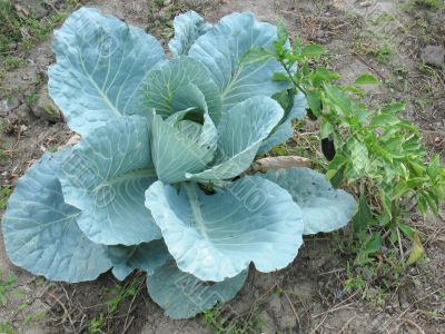 Cabbage in the garden