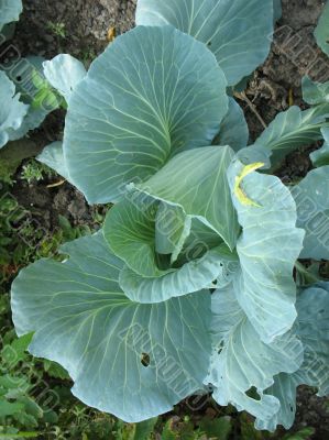 Cabbage in the garden