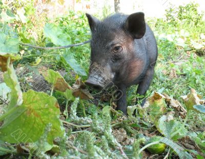 Pig in the garden