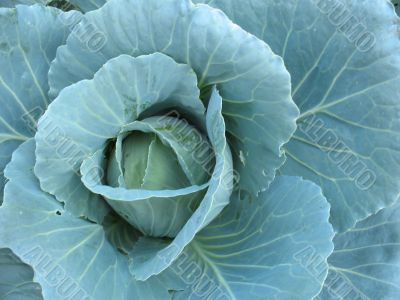 Cabbage in the garden