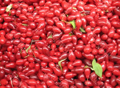 Red berries