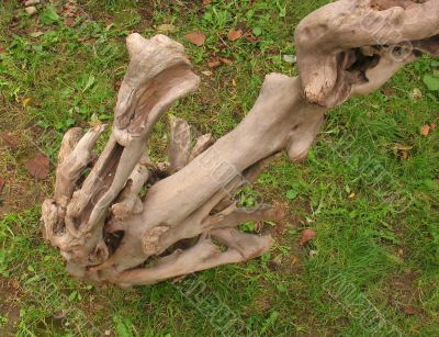 Wooden snag of an unusual shape