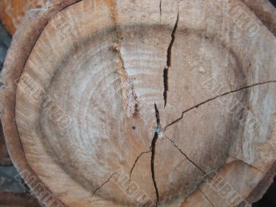 slice of a tree trunk