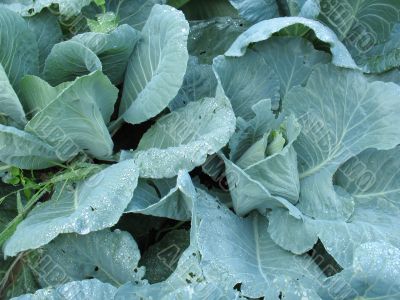 Cabbage in the garden