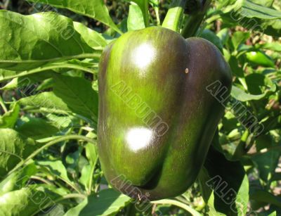 Ripe Bulgarian pepper