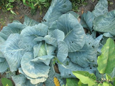 Cabbage in the garden