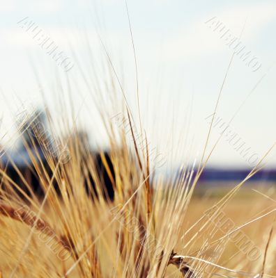 Grain and Maturity