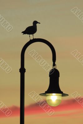 Seagull watching the Sunset