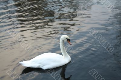 White swan swims