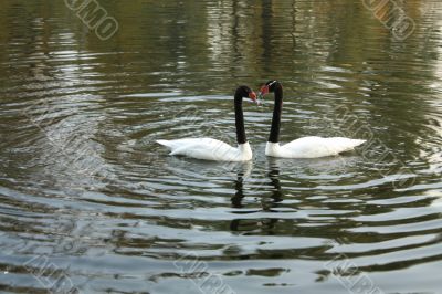 swans swim