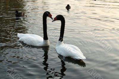swans swim