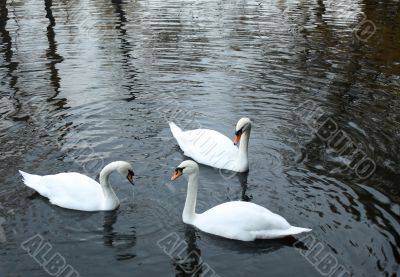 White swans swim