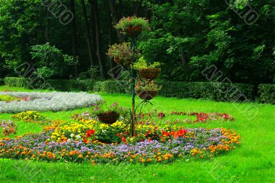 plants in the flower bed in the garden background