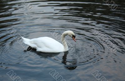 White swan swims