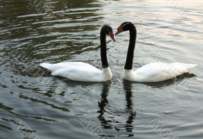 Two swans swim